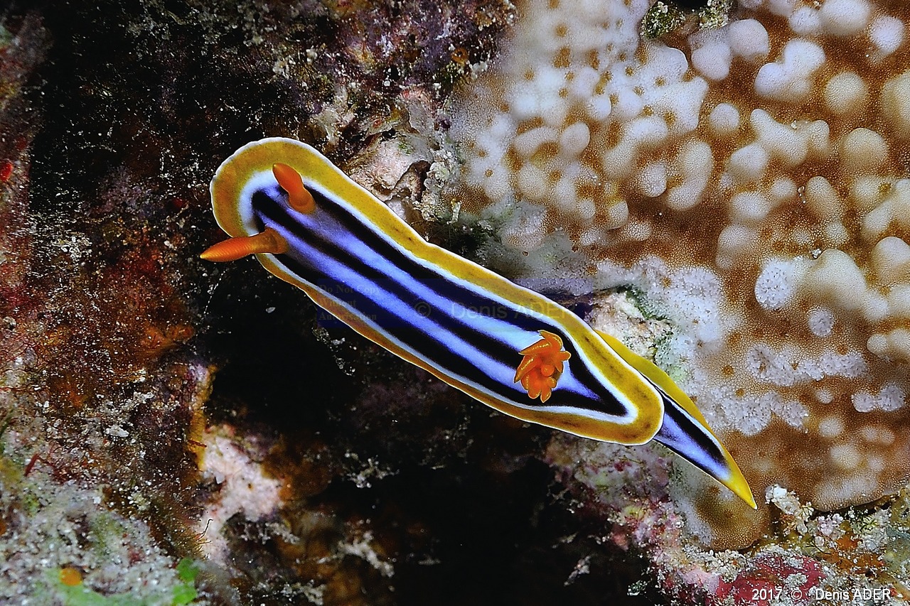 Chromodoris-quadricolor -Safaga Panomara Reef N-16m-20171123-Denis-ADER-DSC_3653_tn.jpg